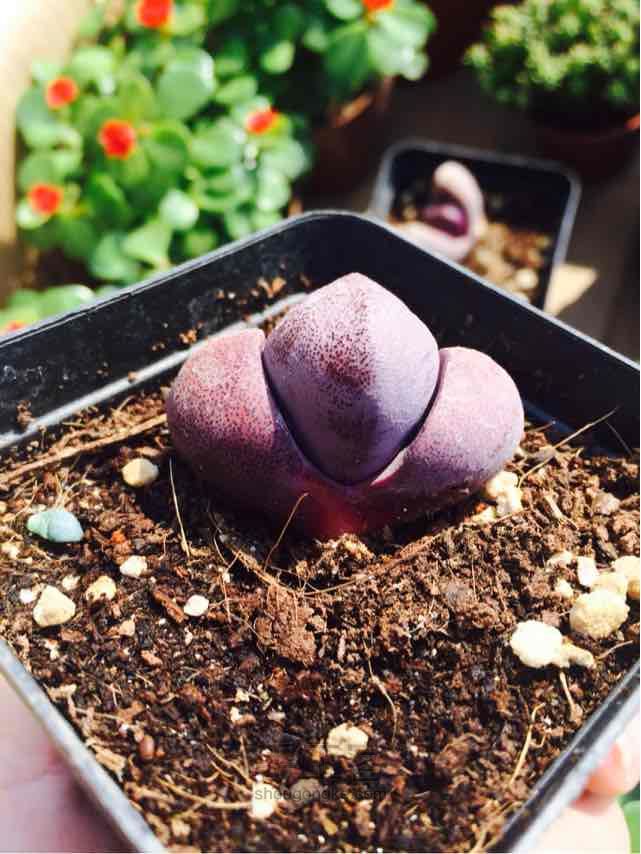 多肉播种季节之生石花的播种养护大全
 第5步