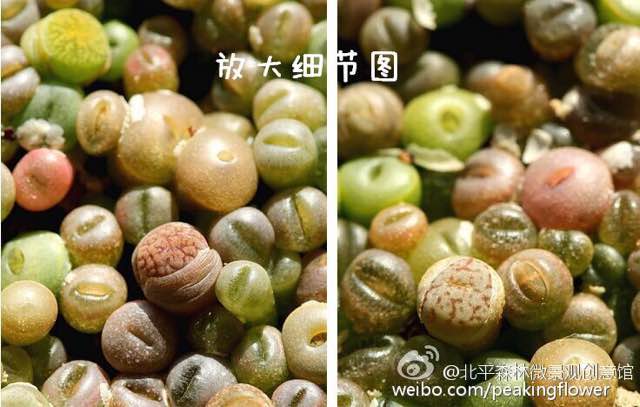 多肉播种季节之生石花的播种养护大全
 第10步