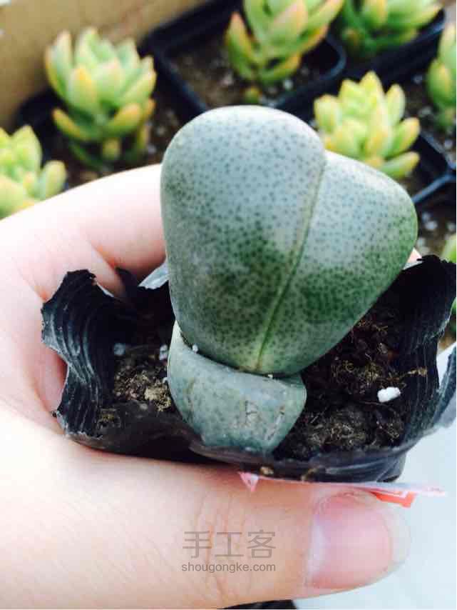 多肉播种季节之生石花的播种养护大全
 第6步