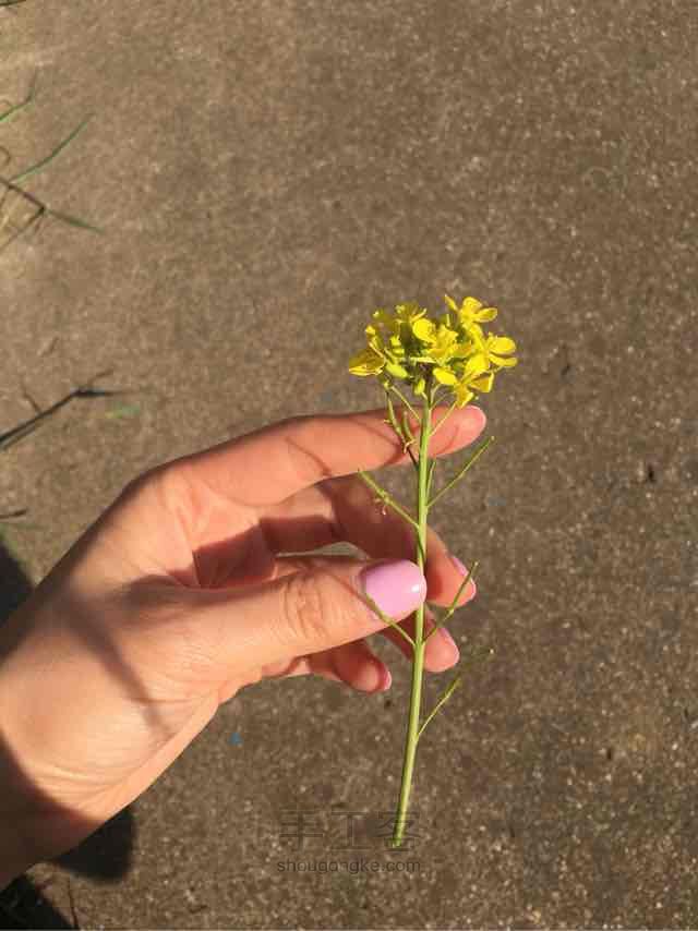 五分钟 赏油菜花应景花环！ 第1步