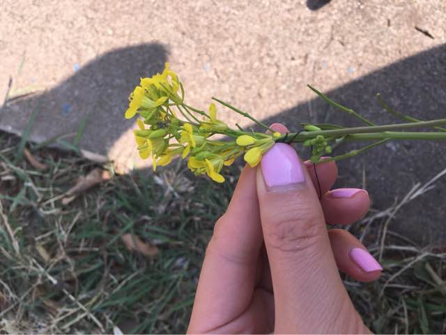 五分钟 赏油菜花应景花环！ 第2步