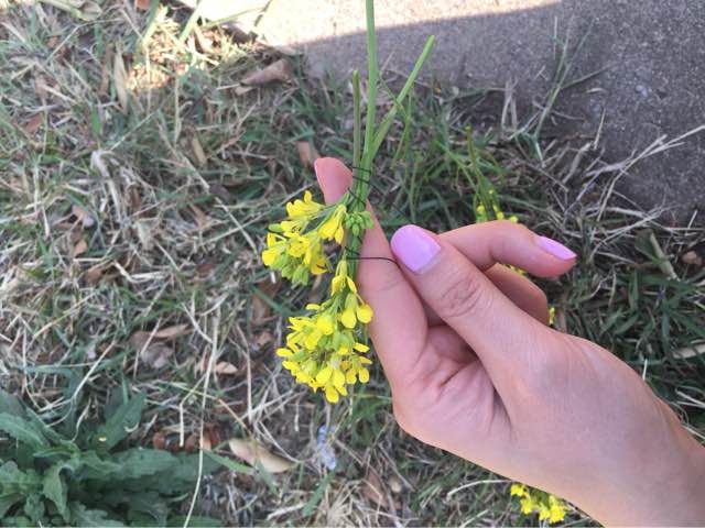 五分钟 赏油菜花应景花环！ 第3步
