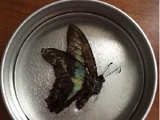 教你如何做一个美美的滴胶蝴蝶标本，可永久保存哦