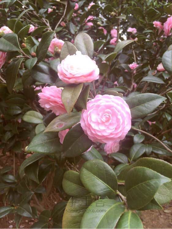 山茶花纯露…水冷式 第1步