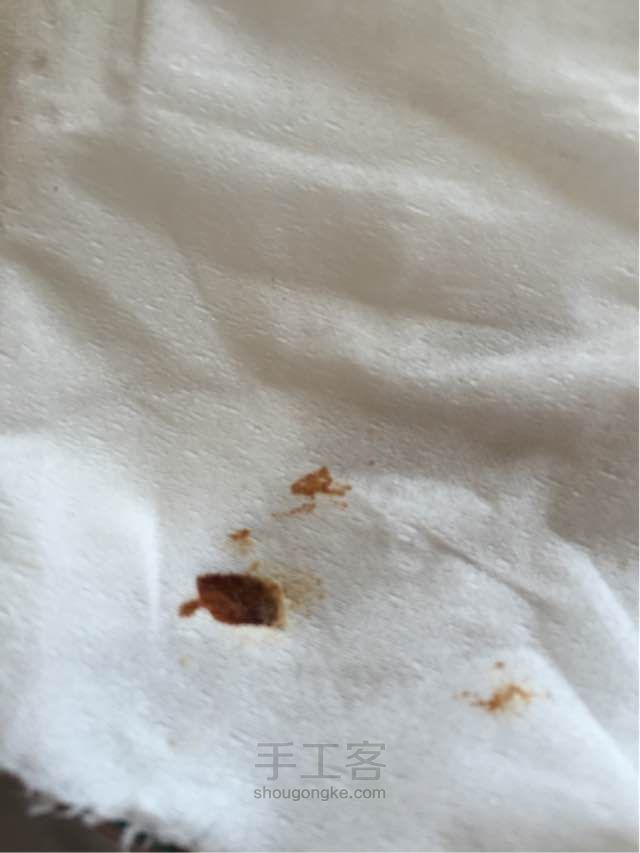 洋葱表皮标本 第2步