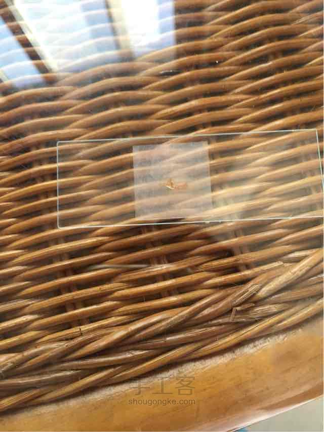 洋葱表皮标本 第3步