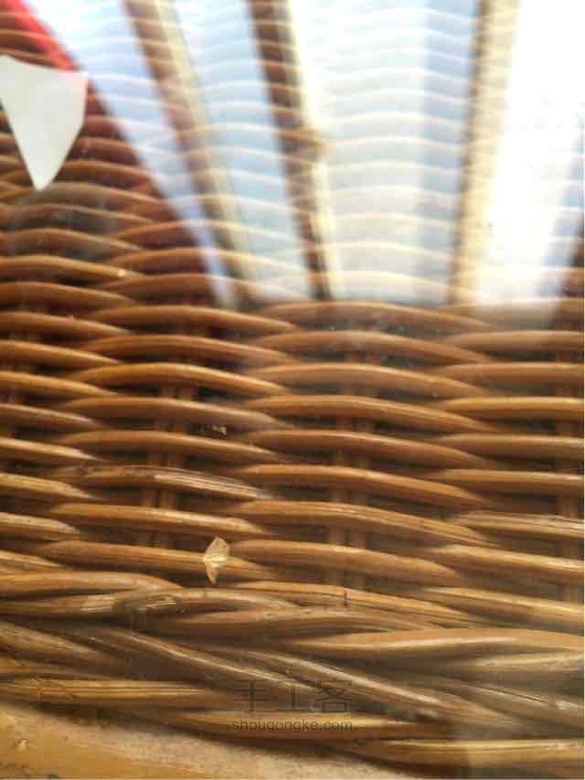 洋葱表皮标本 第1步