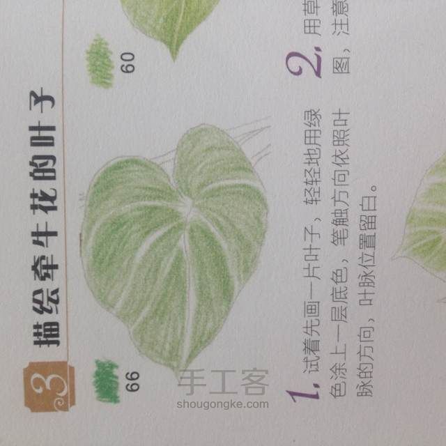 【花之绘】牵牛花的夏天 第2步