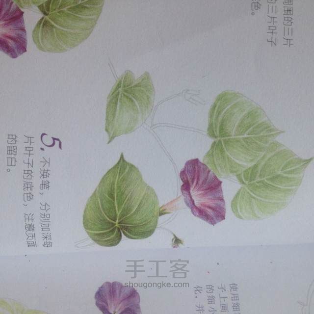 【花之绘】牵牛花的夏天 第6步