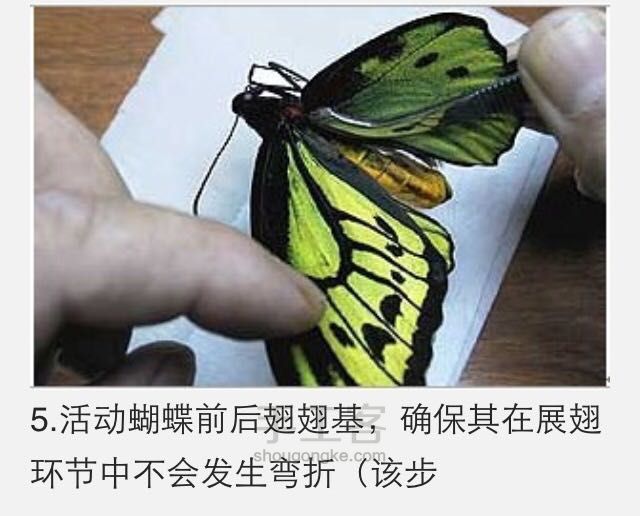 蝴蝶标本制作教程 第6步