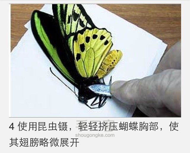 蝴蝶标本制作教程 第5步