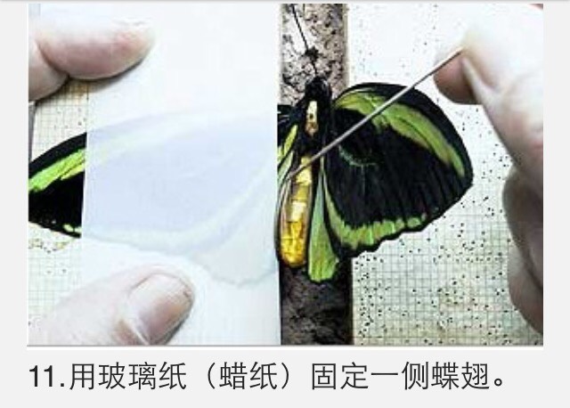 蝴蝶标本制作教程 第12步