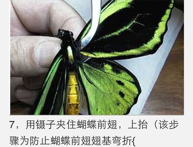 蝴蝶标本制作教程 第8步