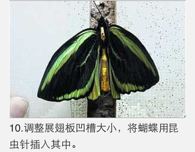 蝴蝶标本制作教程 第11步