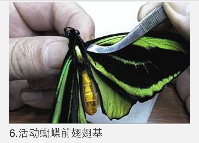 蝴蝶标本制作教程 第7步