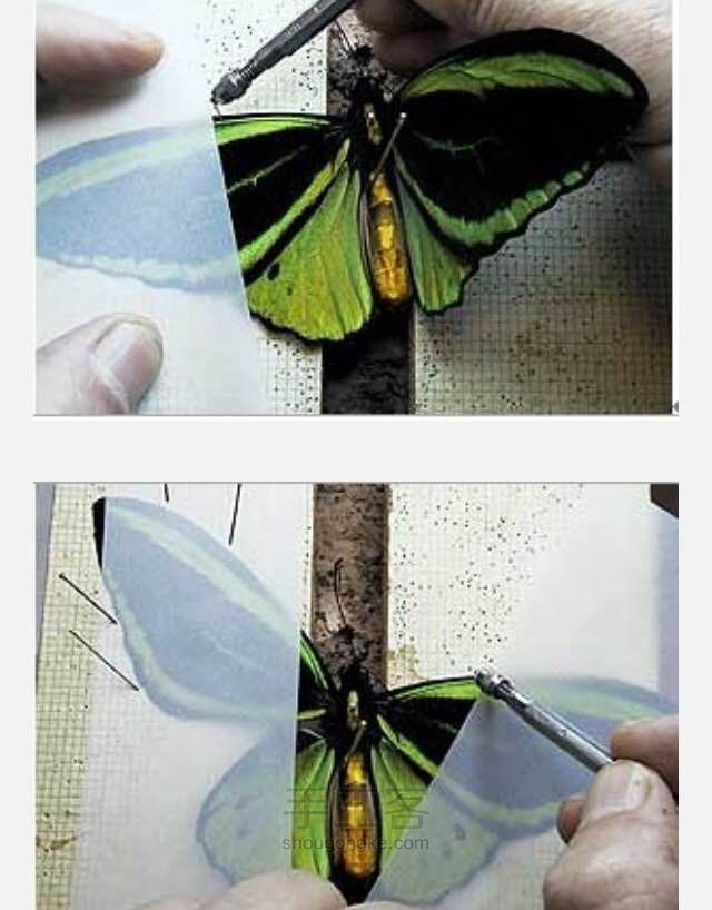 蝴蝶标本制作教程 第14步