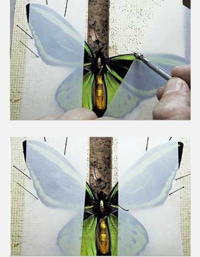蝴蝶标本制作教程 第15步