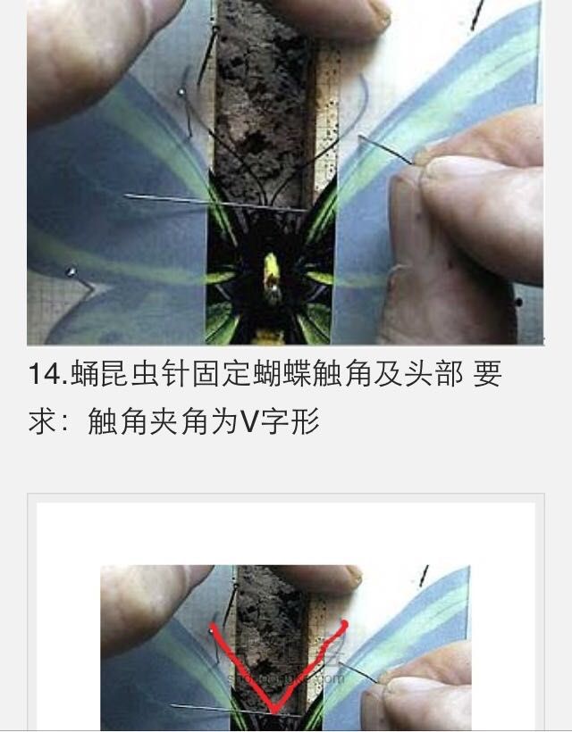蝴蝶标本制作教程 第16步