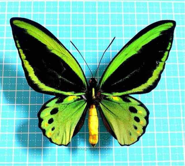 蝴蝶标本制作教程 第19步