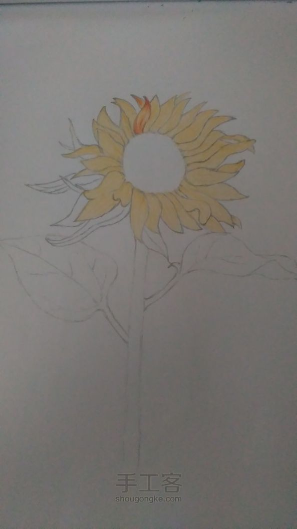 向日葵🌻彩铅画过程 第2步
