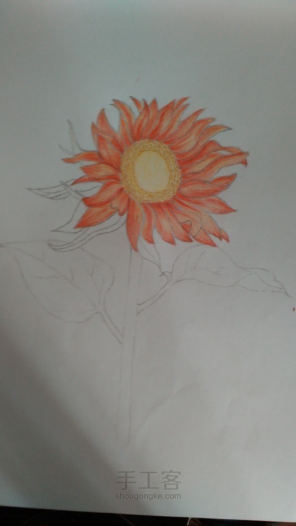 向日葵🌻彩铅画过程 第4步