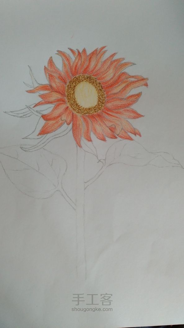 向日葵🌻彩铅画过程 第5步