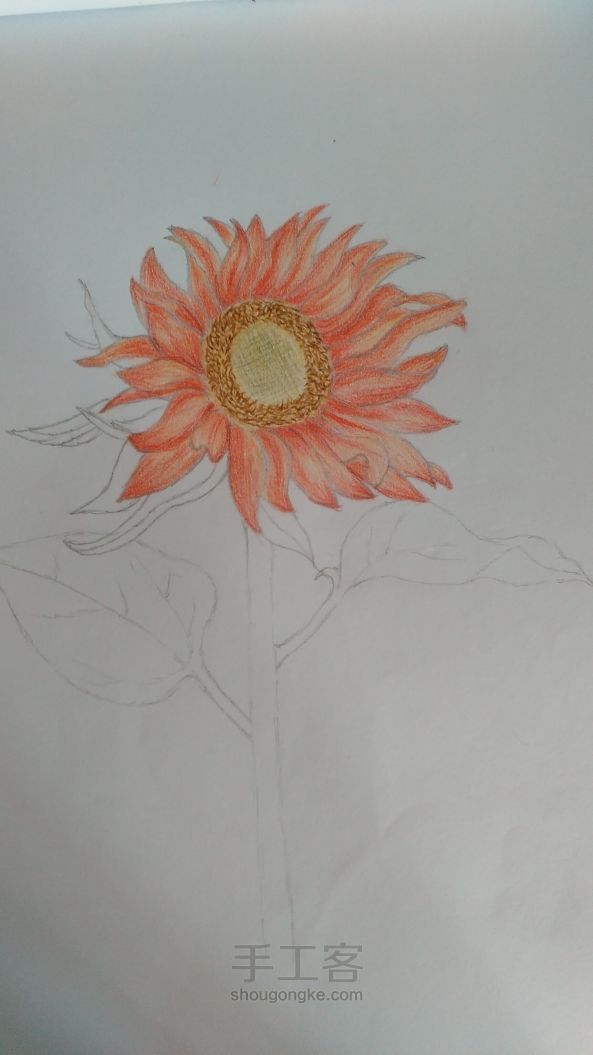 向日葵🌻彩铅画过程 第6步