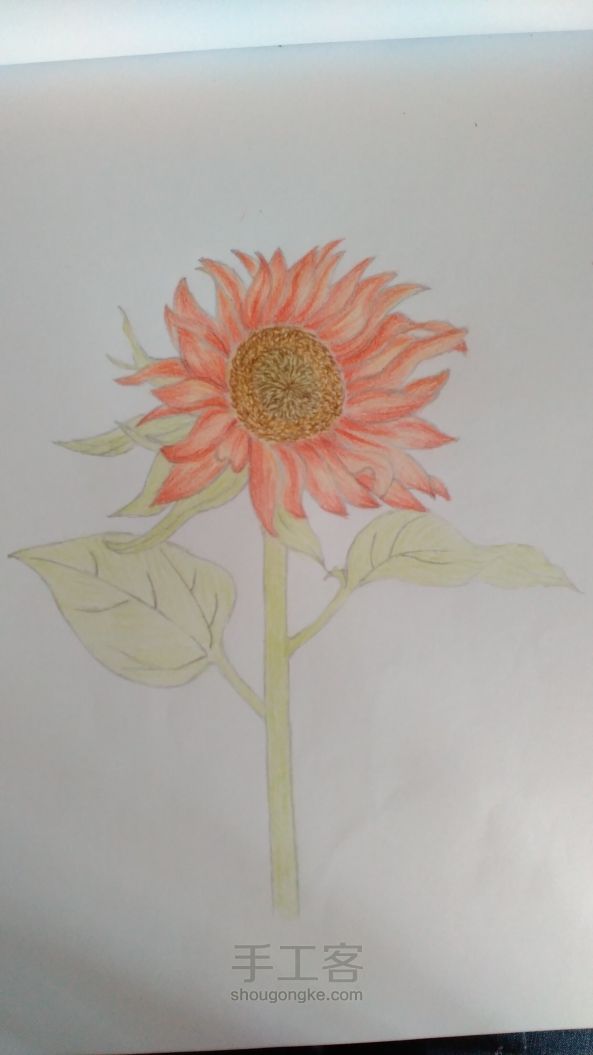 向日葵🌻彩铅画过程 第8步