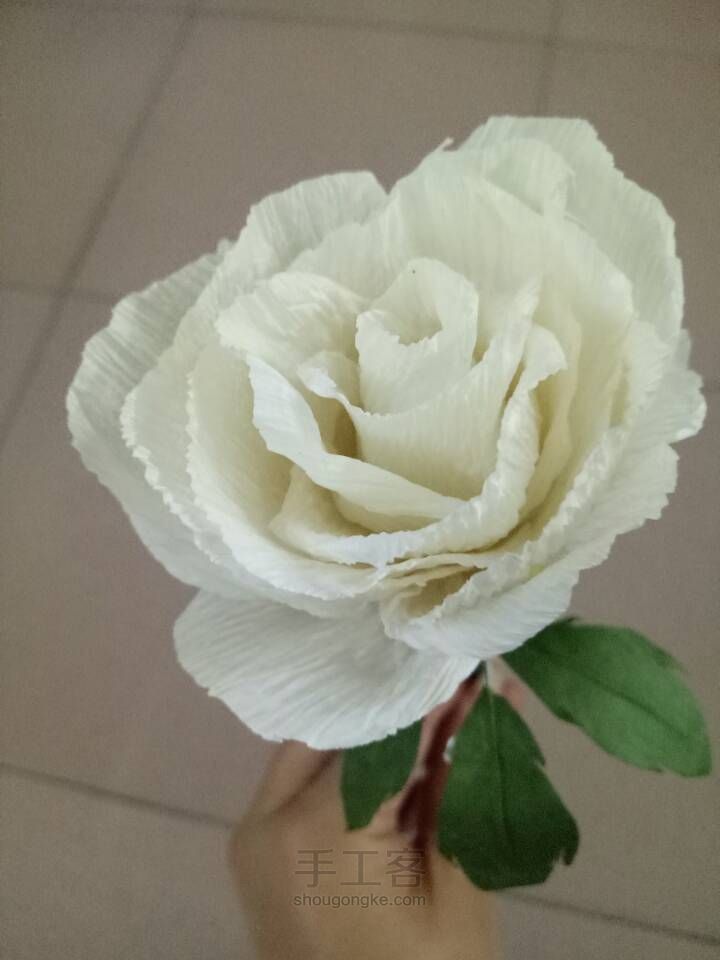 白玫瑰 第4步