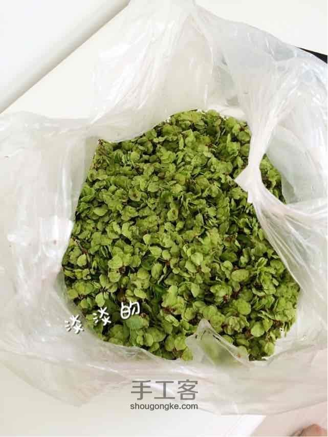 榆钱拨烂子 第1步