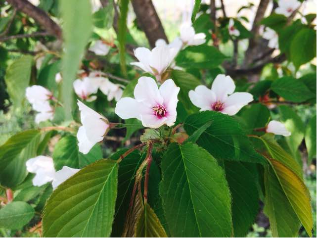 樱花干花 第4步