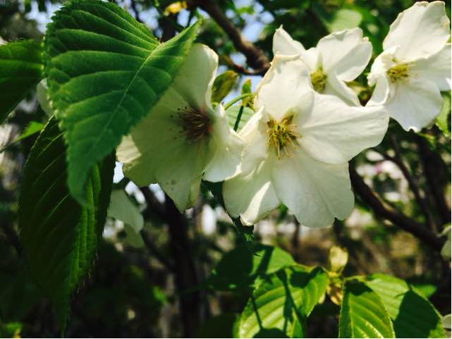 樱花干花 第7步