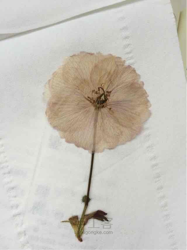 樱花干花 第30步