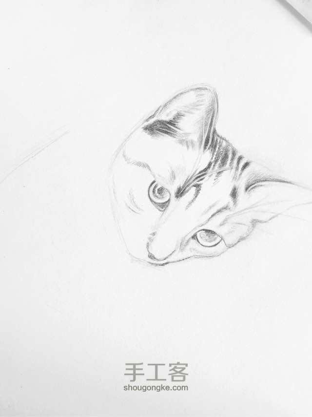 素描，彩铅《一只猫》 第3步