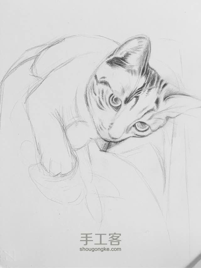 素描，彩铅《一只猫》 第4步