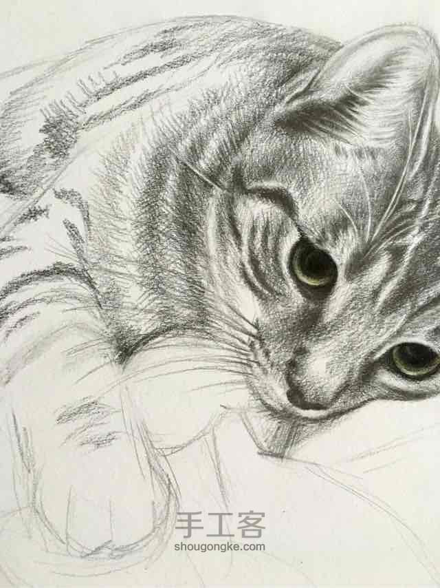 素描，彩铅《一只猫》 第14步