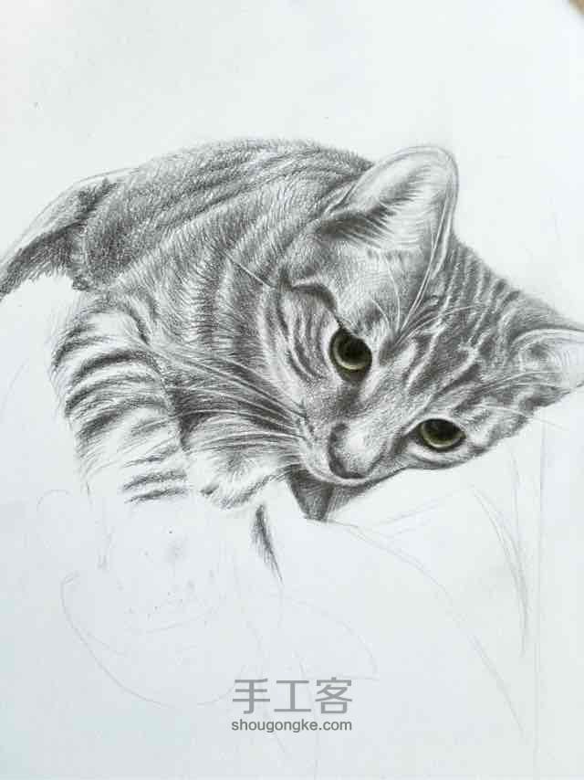 素描，彩铅《一只猫》 第15步