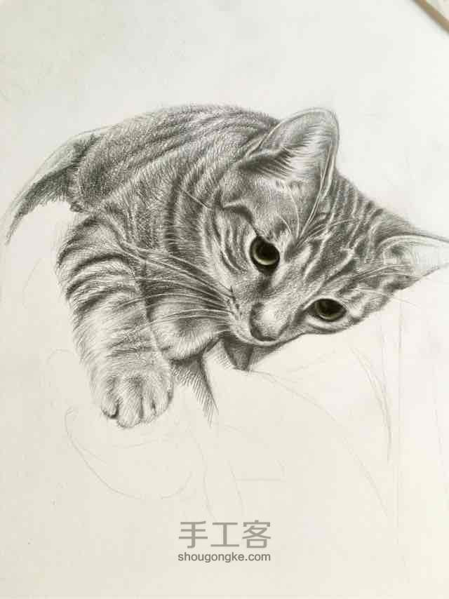 素描，彩铅《一只猫》 第16步