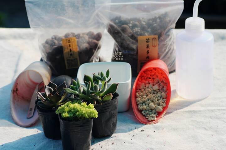 如何利用多肉植物DIY一份特别的礼物 第1步