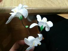 简单的白花朵