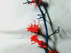 1.在树枝上涂上自己喜欢的颜色2.然后用线弄出花的样子3.弄完之后用花粘在树枝上粘很多很多依次排序