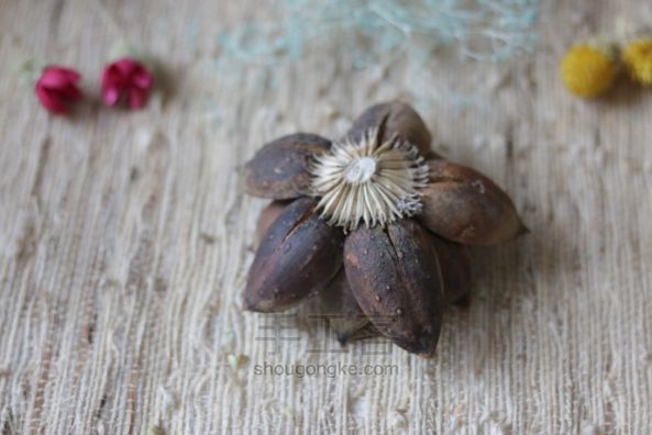 艺术干花禅意莲花系列——带莲蓬木莲花的制作 第9步