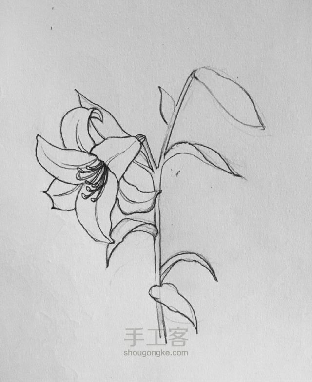 铅笔手绘教程：花系列 第4步