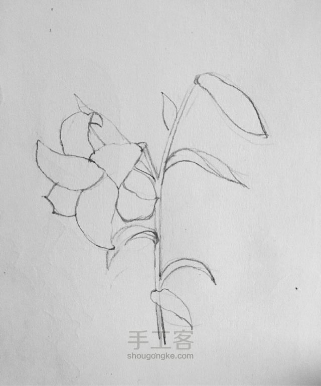 铅笔手绘教程：花系列 第3步