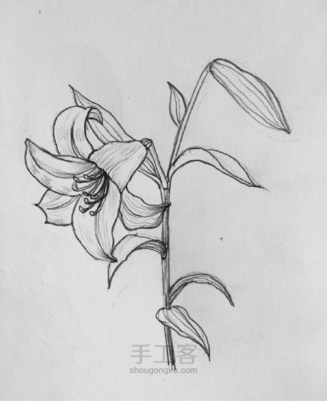 铅笔手绘教程：花系列 第5步