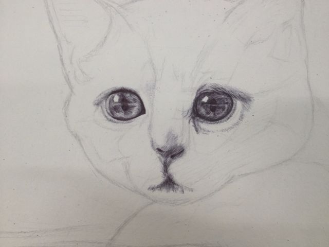 猫（圆珠笔画） 第4步