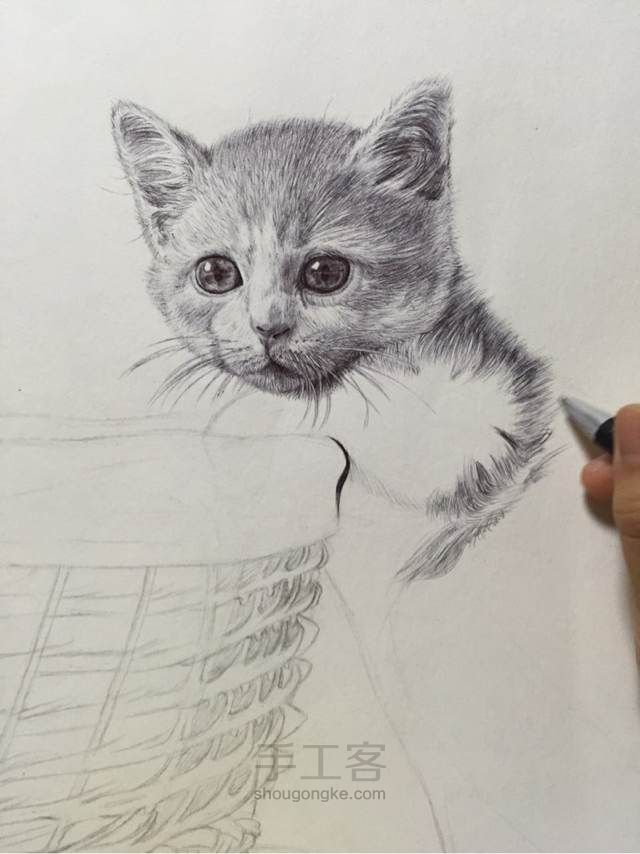 猫（圆珠笔画） 第8步