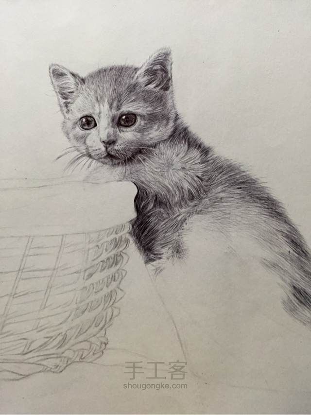 猫（圆珠笔画） 第9步