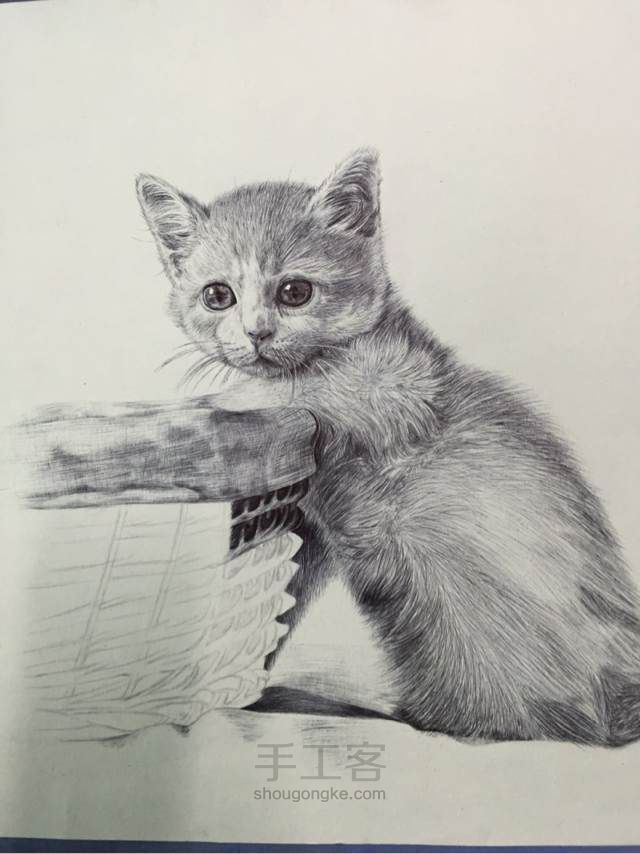 猫（圆珠笔画） 第12步