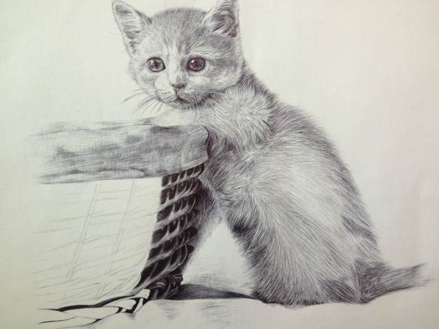 猫（圆珠笔画） 第14步